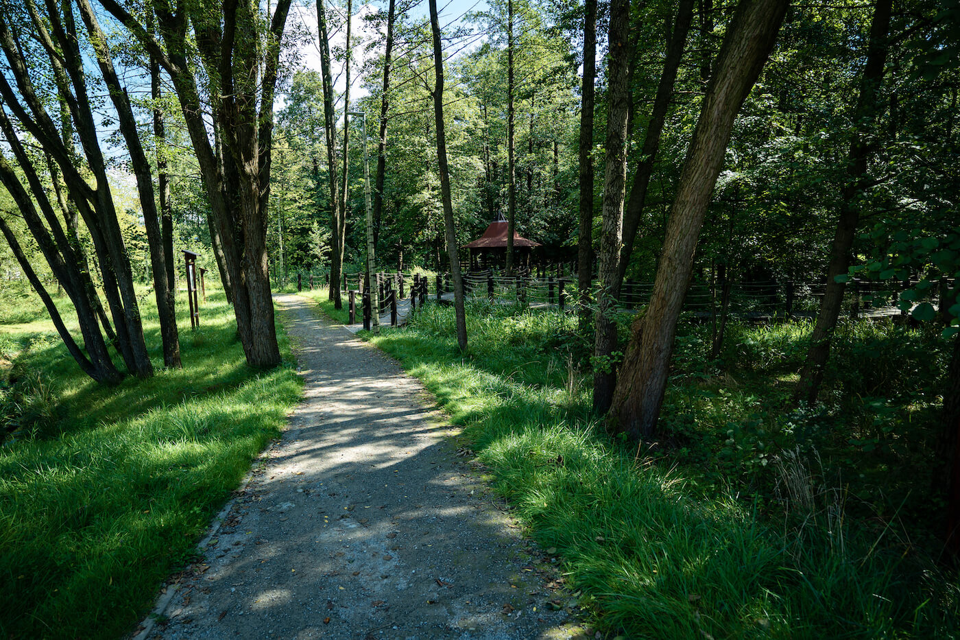 Czechowice-Dziedzice - zdjęcie ścieżki leśnej