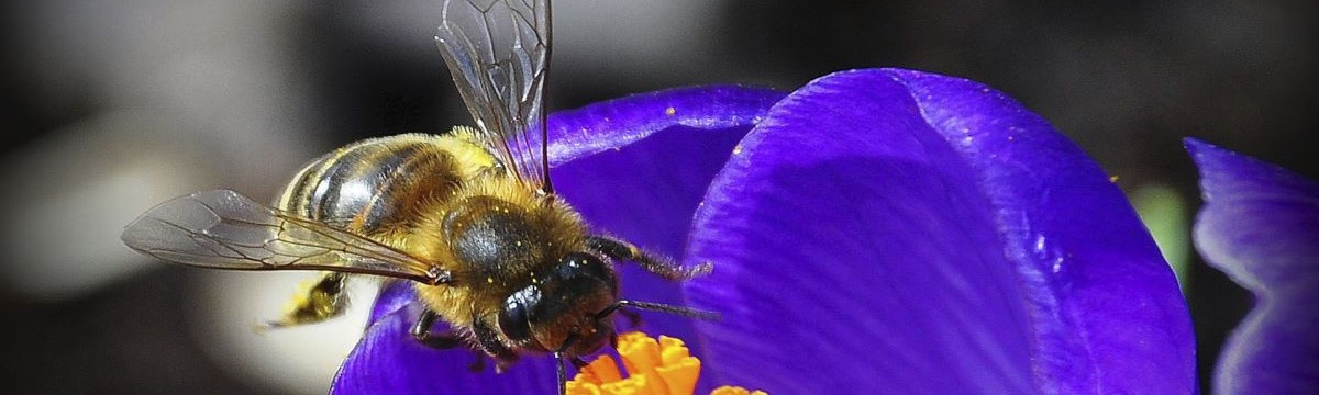 Pszczoła 