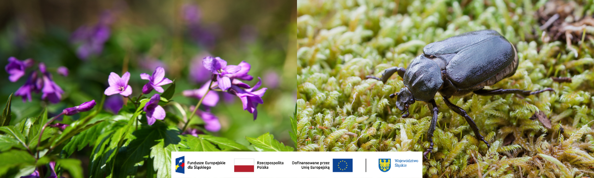 Żywiec gruczołowaty oraz Pachnica dębowa