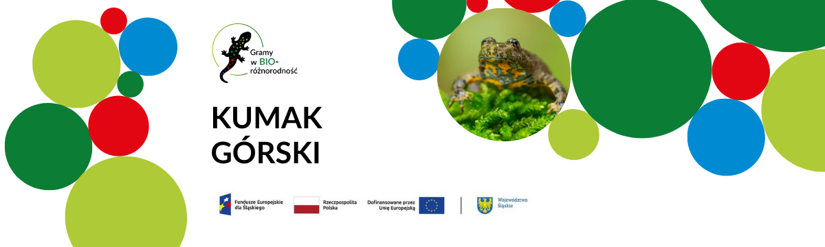 Baner - kumak górski