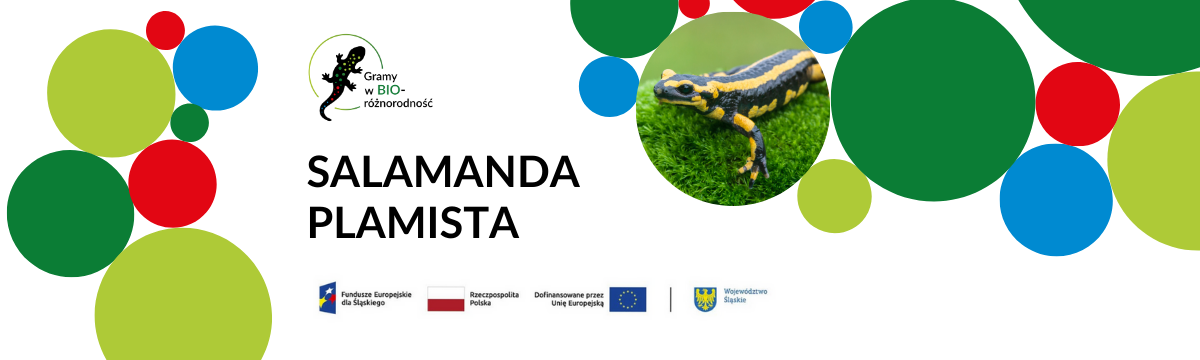 Salamandra plamista