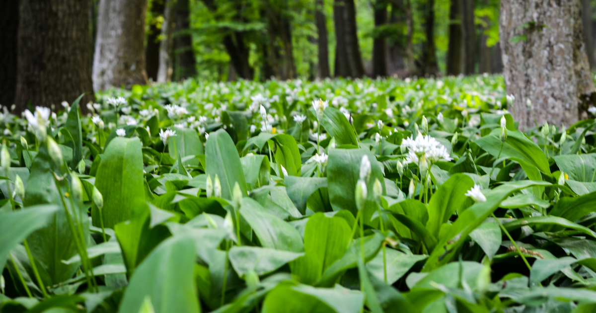 Czosnek niedźwiedzi w lesie