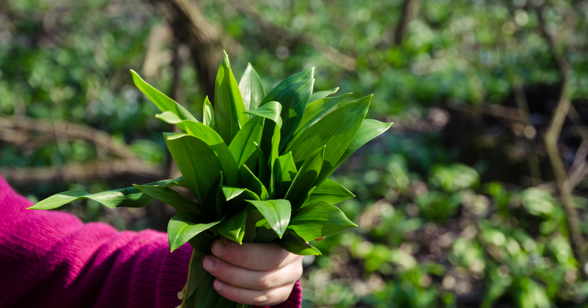Czosnek niedźwiedzi liście