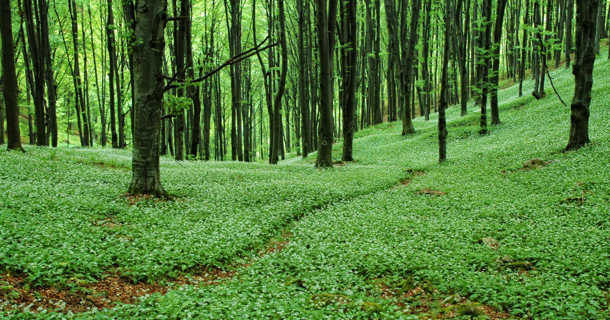 Czosnek niedźwiedzi w lesie2