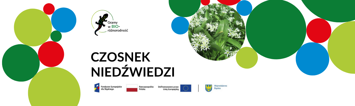 Baner czosnek niedźwiedzi