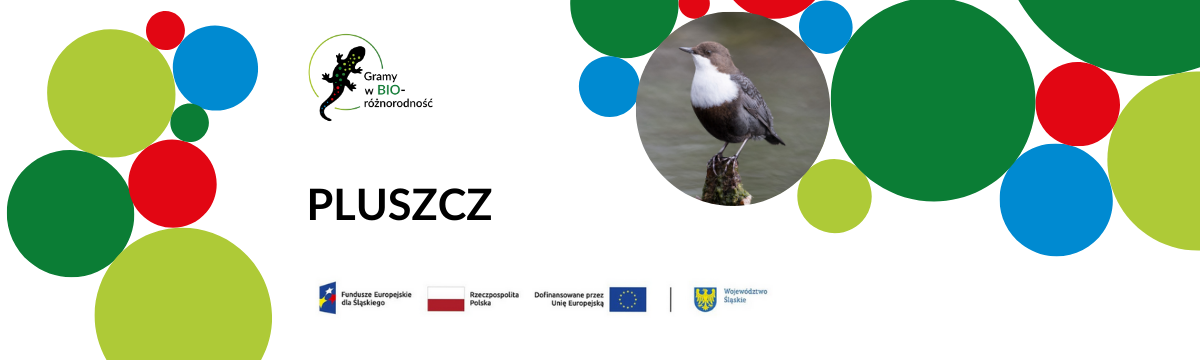 Baner pluszcz