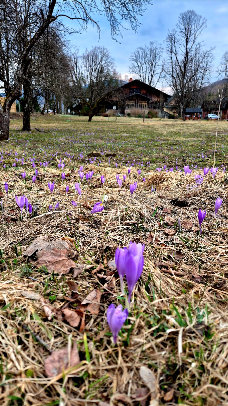 Łąka z krokusami, a w tle zabytkowa Leśniczówka w Złatnej, do której prowadzi zrealizowana w ramach projektu ścieżka
