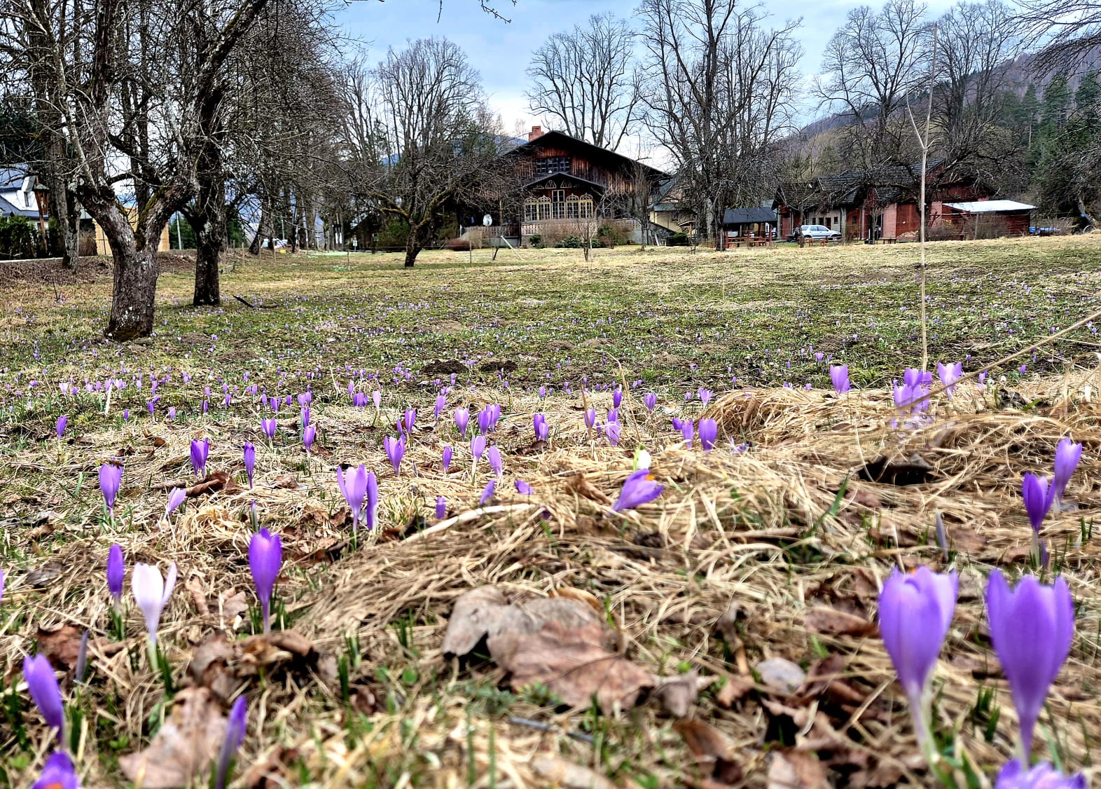 Łąka z krokusami, a w tle zabytkowa Leśniczówka w Złatnej, do której prowadzi zrealizowana w ramach projektu ścieżka
