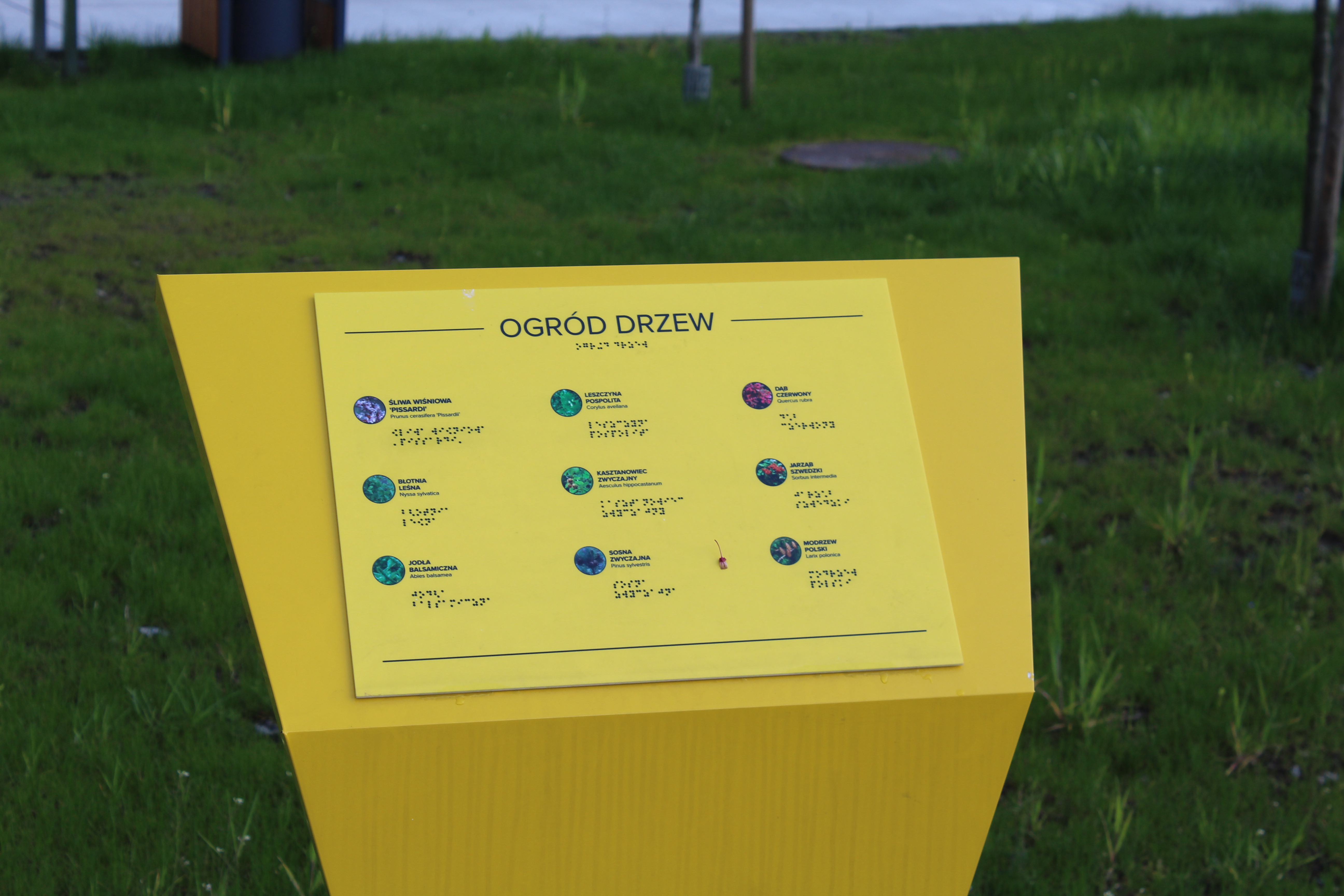 Tablica z informacją o ogrodzie drzew i znajdujących się w nim gatunkach