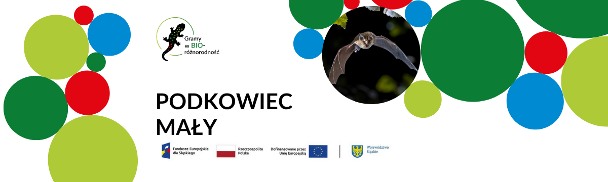 Baner - podkowiec mały