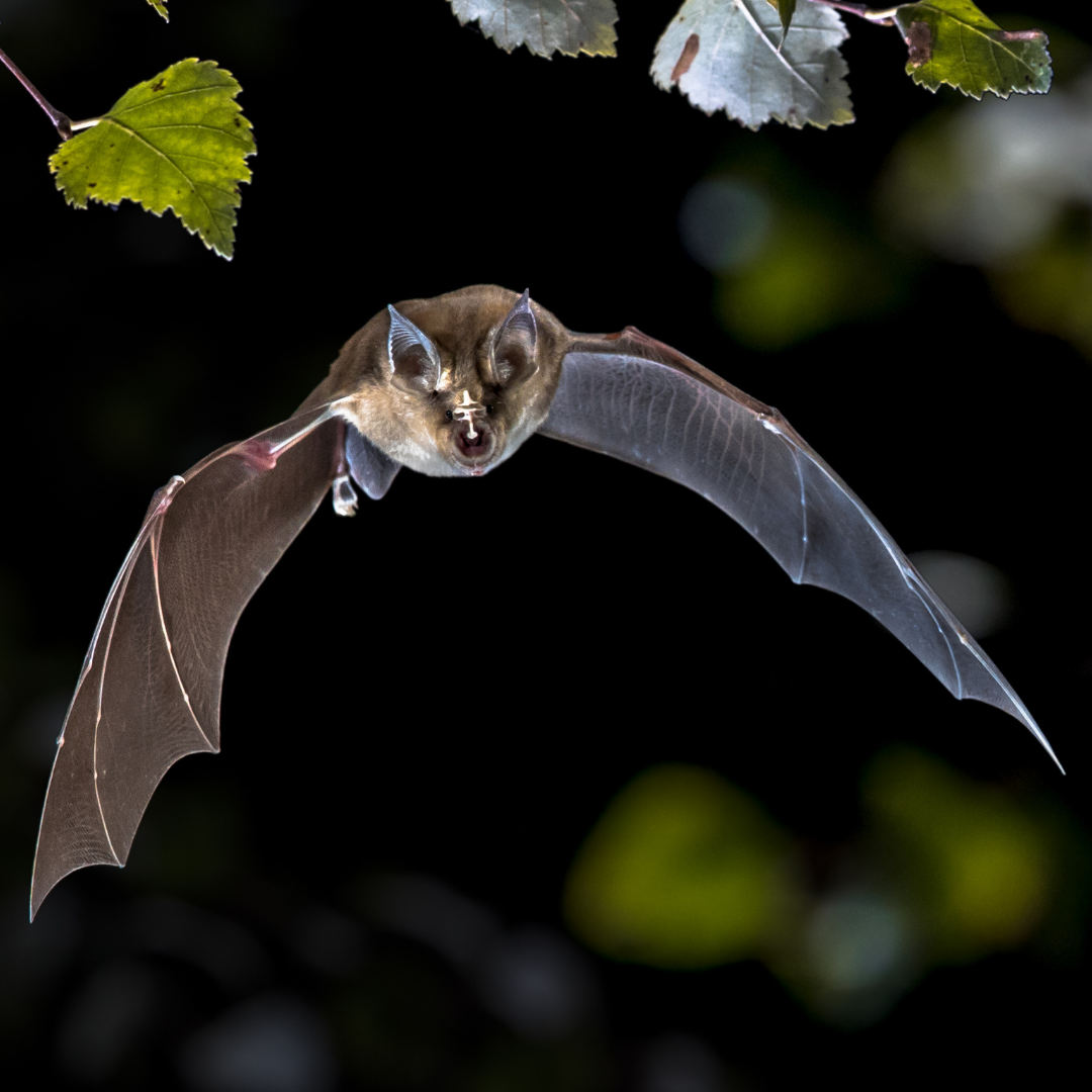 Podkowiec mały w locie