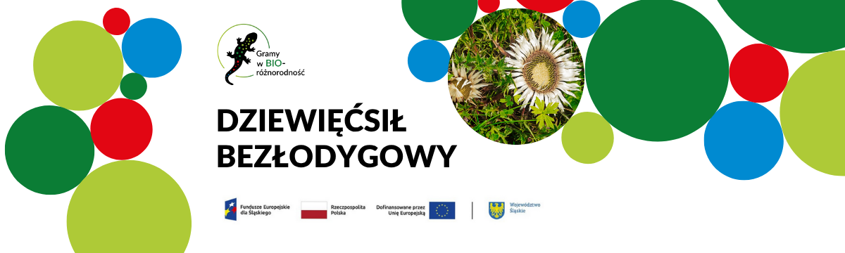 Baner Dziewięćsił bezłodygowy (Carlina acaulis L.)