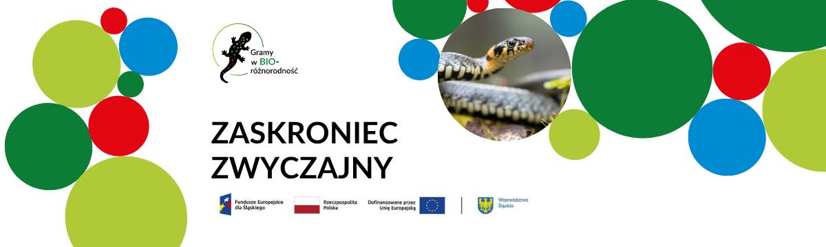 Baner Zaskroniec zwyczajny