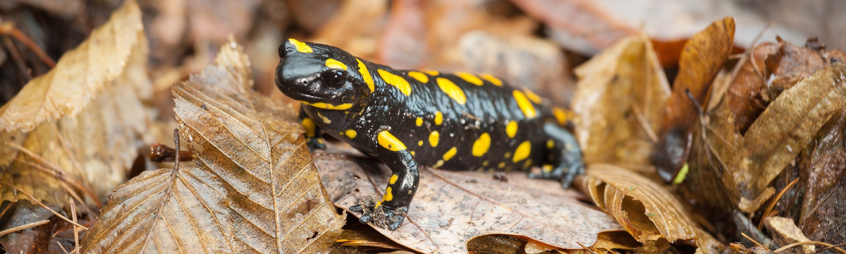 salamandra